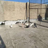 9 تا کفتر شهری بهبهانی نر|پرنده|شیراز, سلطان آباد|دیوار