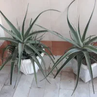 گلدان آلوورا،آلوئه ورا