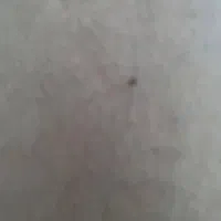 خالبرداری با تخفیف بهاره