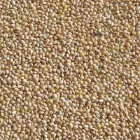 ارزن بومی محلی تمیز گناباد|عمده‌فروشی|گناباد, |دیوار