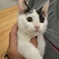 هدیه فرشته کوچولو