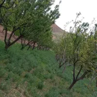 یک نیروی کار جوان