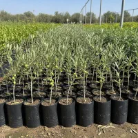 نهال زیتون با تخفیف ۳۰ درصد و موجودی محدود