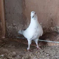 کبوتر|پرنده|شفت, |دیوار