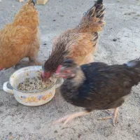 مرغ تخم گذار