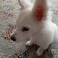 سگ‌پاکوتاه|سگ|سبزوار, ایزی شهر|دیوار