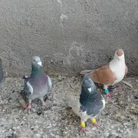 پرنده فروشی