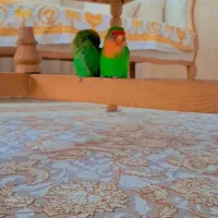 طوطی برزیلی گمشده