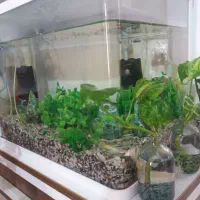 آکواریوم شیشیه خم درحدنو|ماهی|ابهر, |دیوار