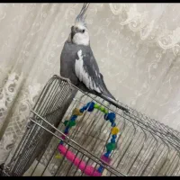 گم شده عروس پاریس