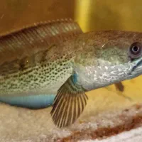 ماهی چانا استیوارتی|ماهی|شهرکرد, |دیوار