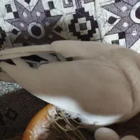 کبوتر هندی|پرنده|بوشهر, |دیوار