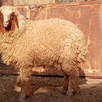 بره گوسفند لب جنی
