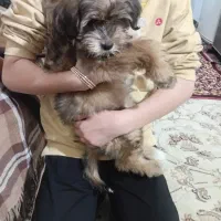 سگ کوچولو پاکوتاه|سگ|ارومیه, |دیوار