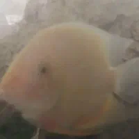 ماهی سورم زرد باهم 3عدد هستند باهم 1میلیون