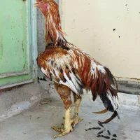 خروس لاری نسل دار 3/5 دونگ