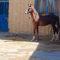 شوش|اسب و تجهیزات اسب‌سواری|کرخه, |دیوار