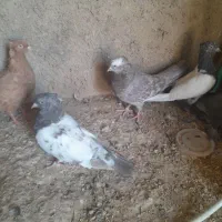 ۳۰ کفتر  داخلش جدا کنی دونی ۲۰۰|پرنده|مرودشت, نقش رستم|دیوار