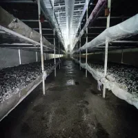 سرمایه گزار جهت احداث سالن قارچ