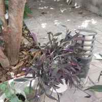 گلدون طبیعی سبز