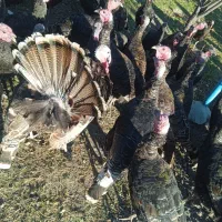 بوقلمون ارگانیک محلی