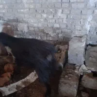 جفت بز نر و ماده