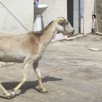 فروش بز چاق بردستان|حیوانات مزرعه|بندر دیر, |دیوار