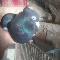 دوجفت زاغ نروماده