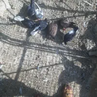 ۳۵۰۰۰|پرنده|اهواز, کوروش|دیوار