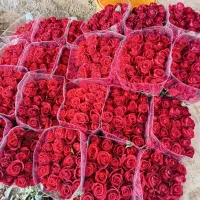 فروش بوته دو ساله گل رز