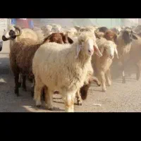 گوسفند خونی