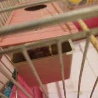 طوطی مرغ عشق جفت|پرنده|شاهین‌شهر, حافظ جنوبی|دیوار