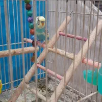 یک جفت مرغ عشق بسیار زیبا|پرنده|مشهد, نیزه|دیوار