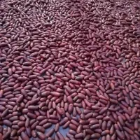 بلوط یا بلور