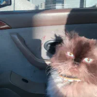 واگزاری گوربه پرشین اصیل با وسایل کامل|گربه|ایذه, |دیوار