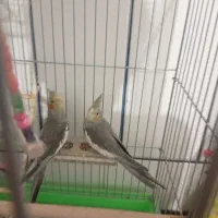 فروش عروس هلندی|پرنده|داراب, |دیوار