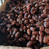 خرما کبکاب درودگاه