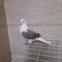 کبوتر پشت سبز