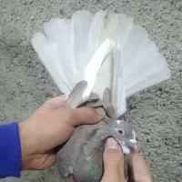 کفتر غریب گیری|پرنده|رباطکریم, شترخوار|دیوار