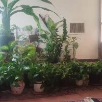 گل قیمت مناسب معاوضه مواد غذایی