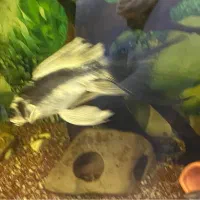 کوی مایان و باترفلای