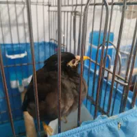 مرغ مینا سخن گو