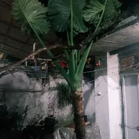 بابا آدم بسیار بزرگ