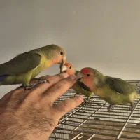 طوطی برریلی