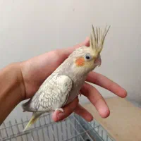 جوجه عروس سرلاکی