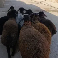 21راس بره|حیوانات مزرعه|کرج, فاز ۱ مهرشهر|دیوار