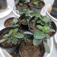 انواع گل آپارتمانی با ارسال رایگان|گل و گیاه طبیعی|پیر بکران, |دیوار