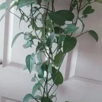 فروش گل‌های پتوس اپارتمانی