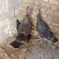 بوقلمون ماده