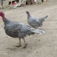 فروش  بوقلمون